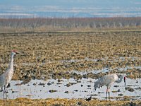 Sandhill Cranes - 2 banded